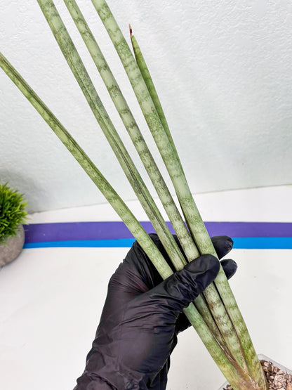 Sansevieria Langes Litcht (ob) (2) | New Imported Hybrids