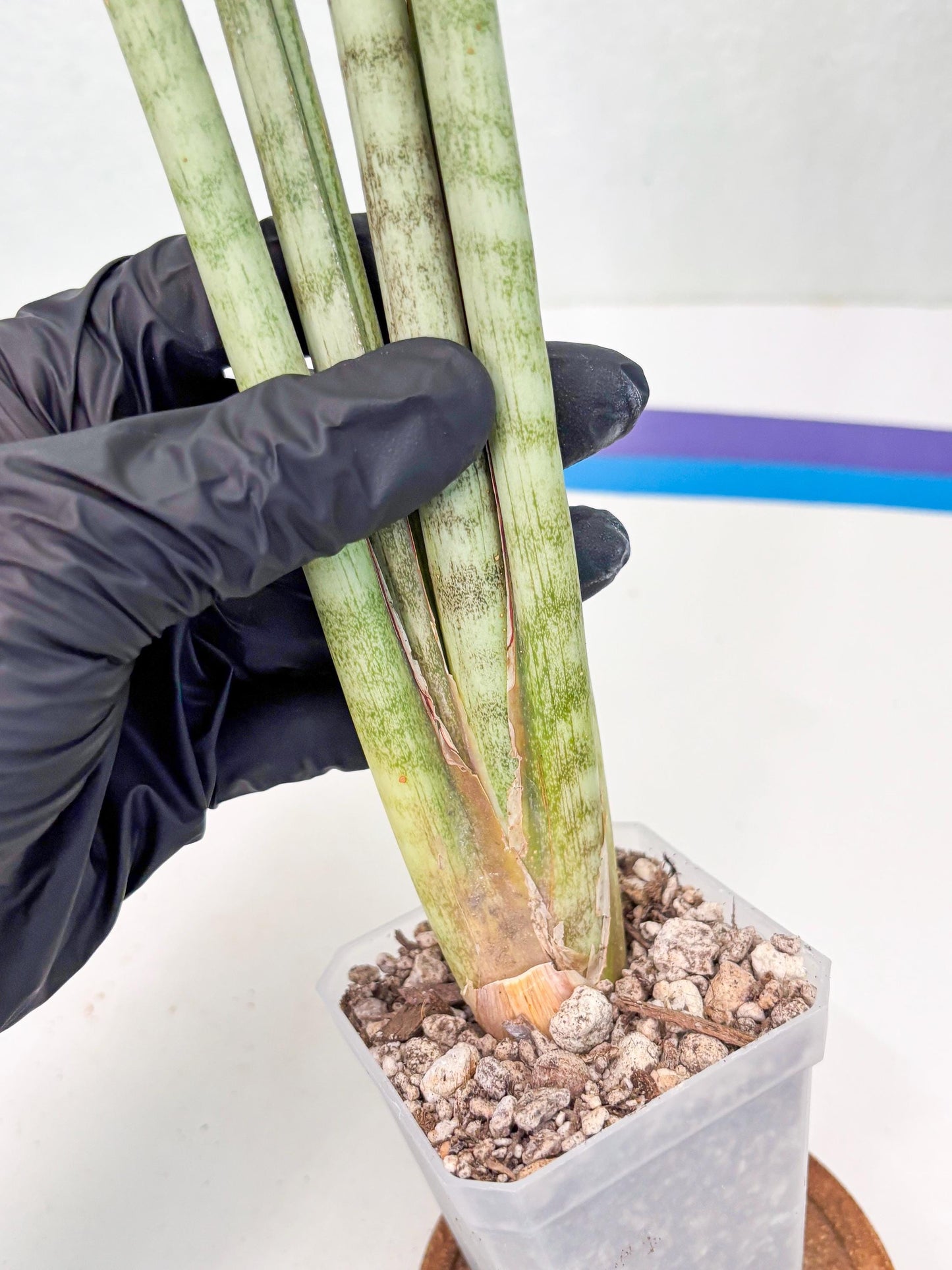 Sansevieria Langes Litcht (ob) (2) | New Imported Hybrids