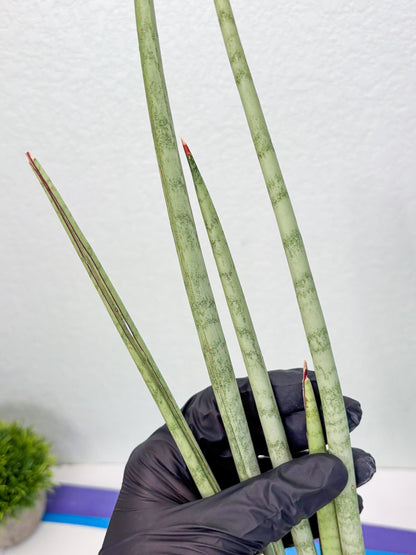 Sansevieria Langes Litcht (ob) (2) | New Imported Hybrids