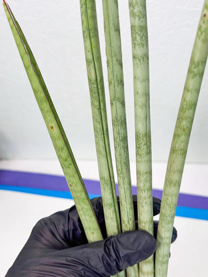 Sansevieria Langes Litcht (ob) (2) | New Imported Hybrids