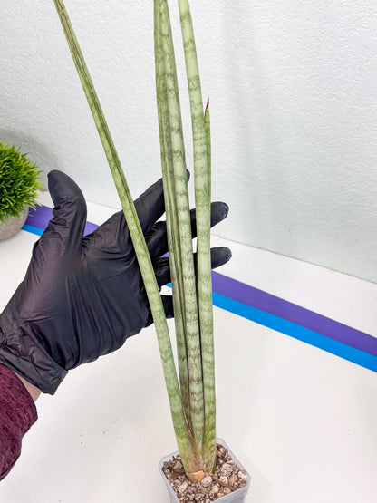 Sansevieria Langes Litcht (ob) (2) | New Imported Hybrids