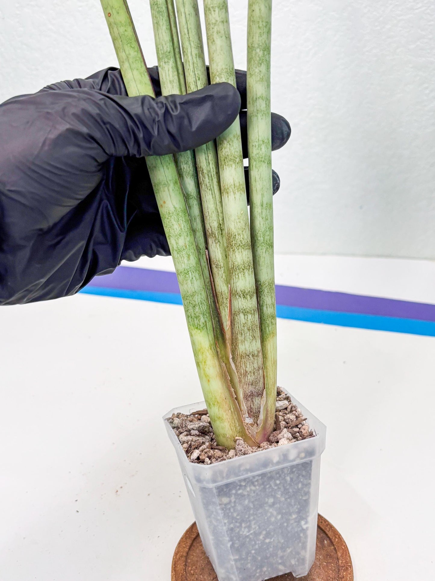 Sansevieria Langes Litcht (ob) (2) | New Imported Hybrids