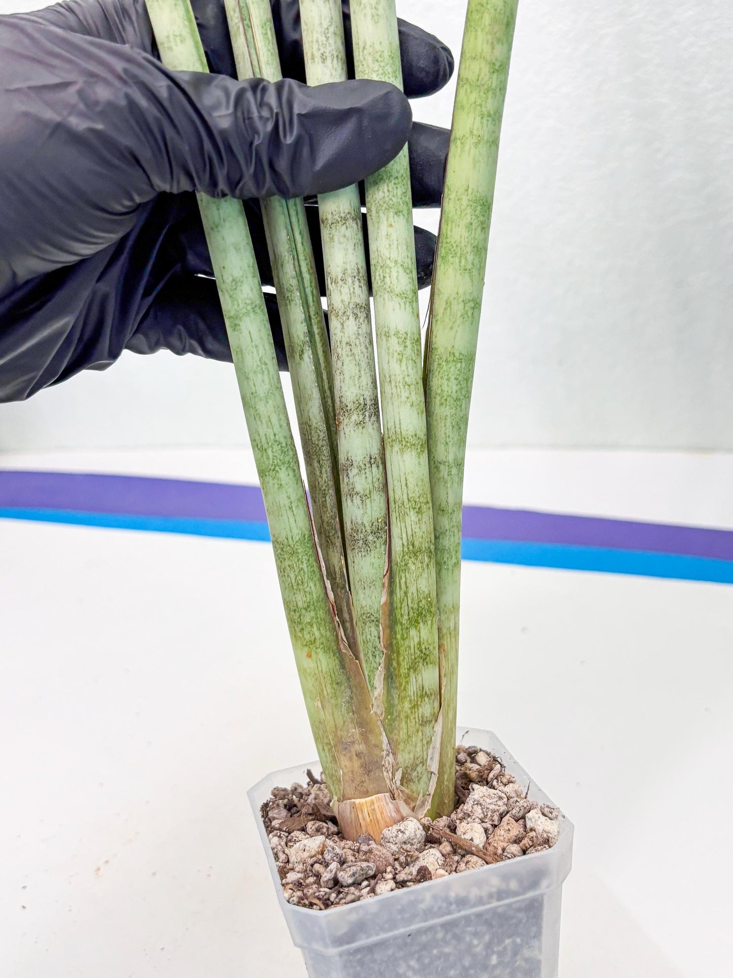 Sansevieria Langes Litcht (ob) (2) | New Imported Hybrids