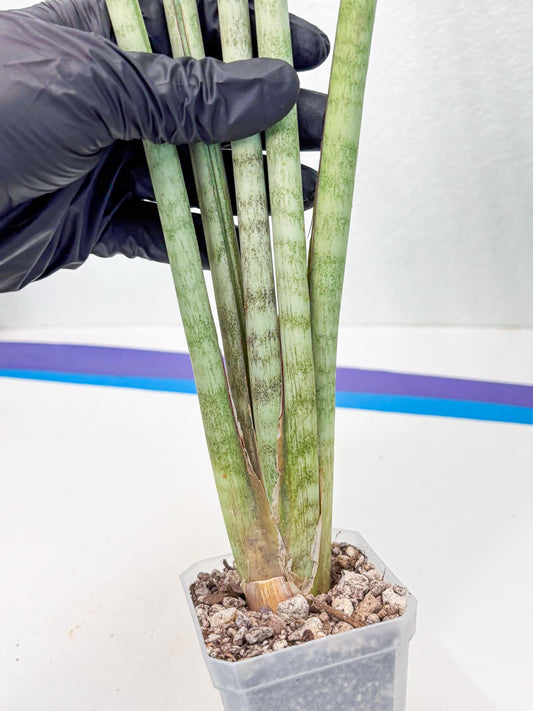 Sansevieria Langes Litcht (ob) (2) | New Imported Hybrids