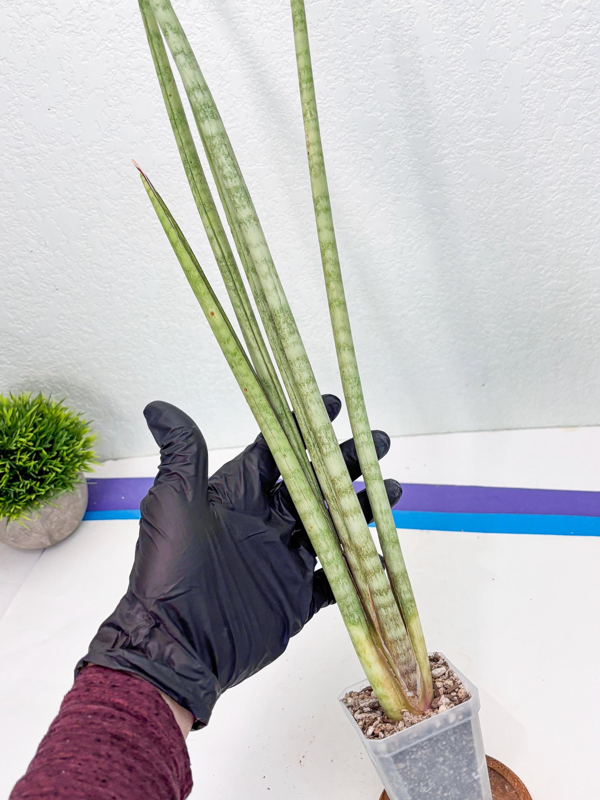Sansevieria Langes Litcht (ob) (2) | New Imported Hybrids
