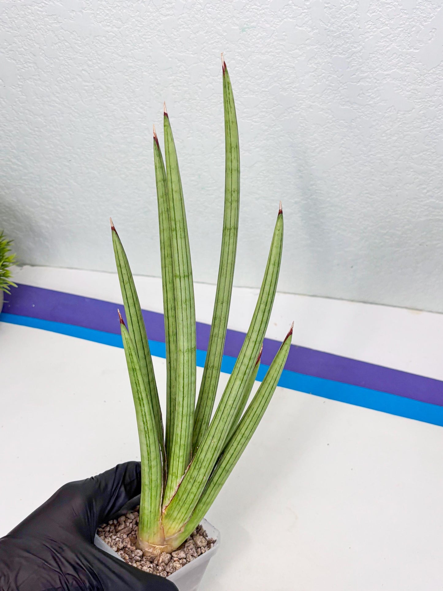 Sansevieria Alawo Eve (ob) (3) | New Imported Hybrids