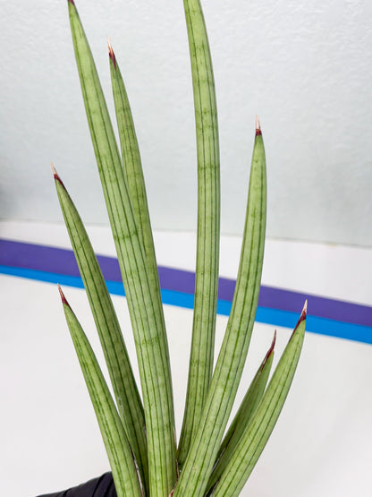 Sansevieria Alawo Eve (ob) (3) | New Imported Hybrids