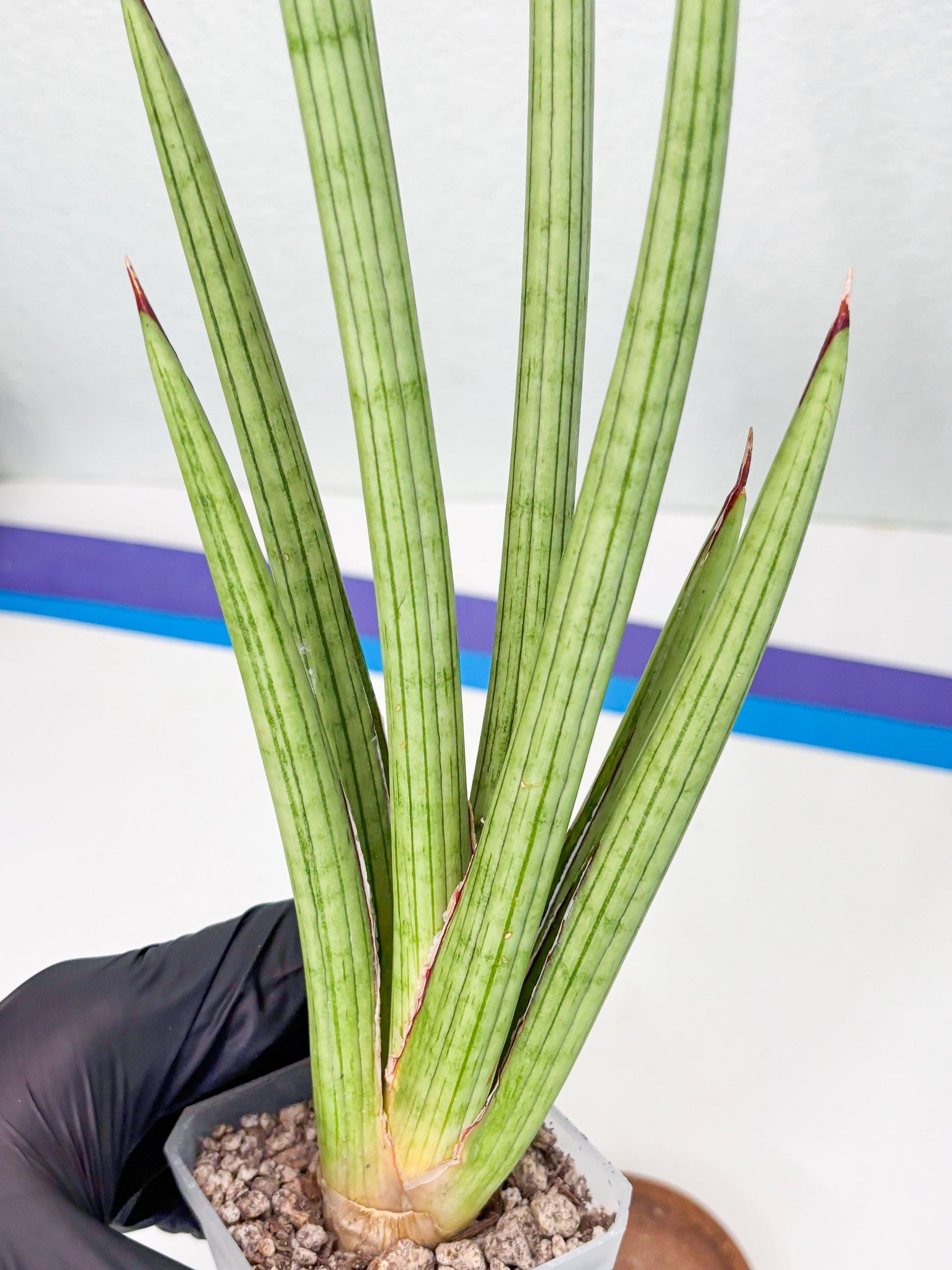 Sansevieria Alawo Eve (ob) (3) | New Imported Hybrids