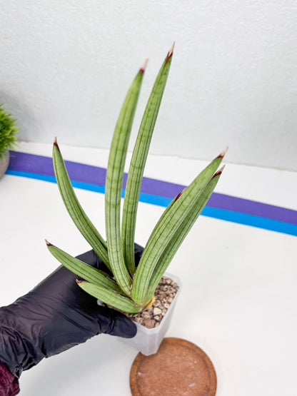 Sansevieria Alawo Eve (ob) (3) | New Imported Hybrids