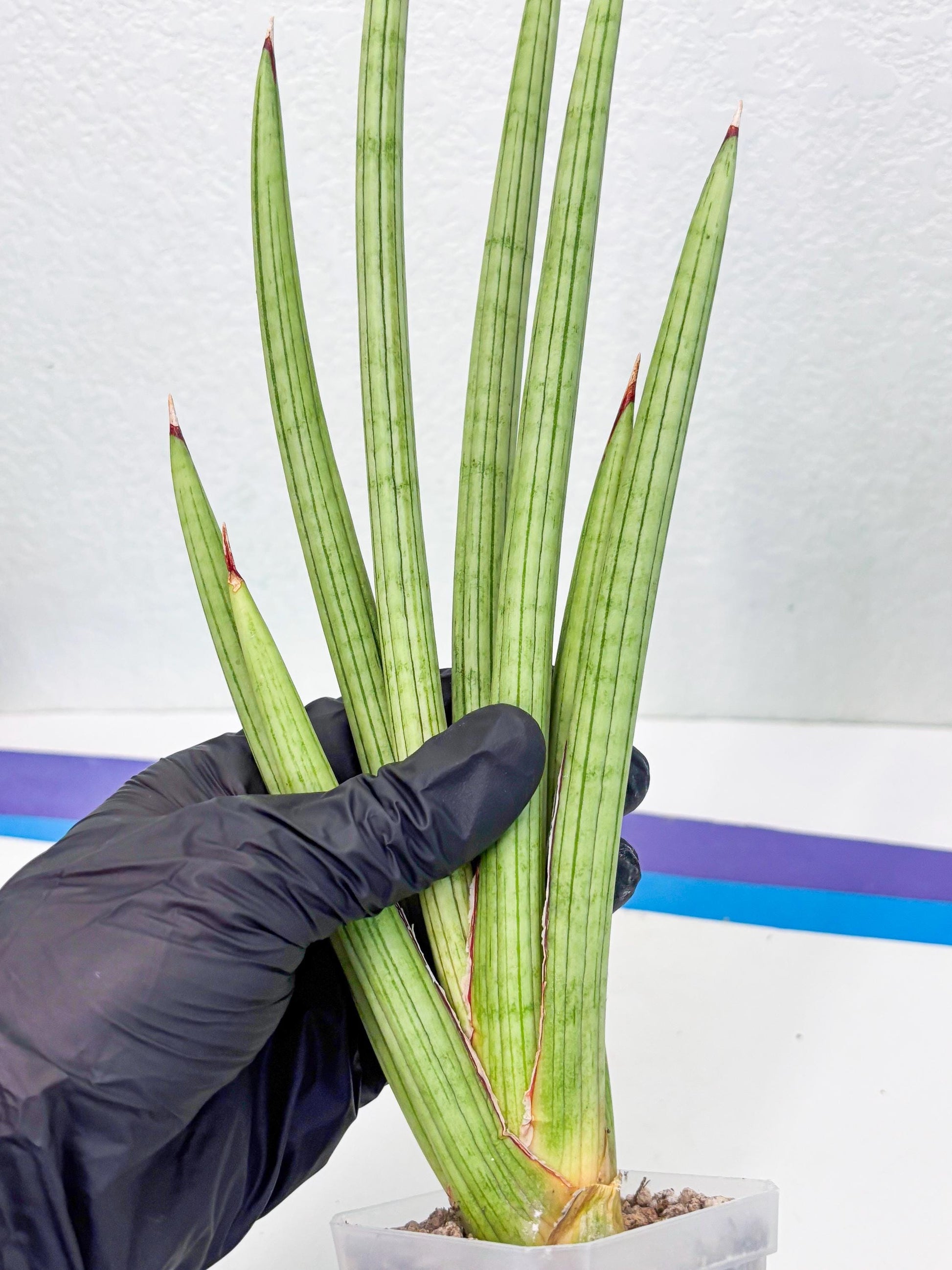 Sansevieria Alawo Eve (ob) (3) | New Imported Hybrids
