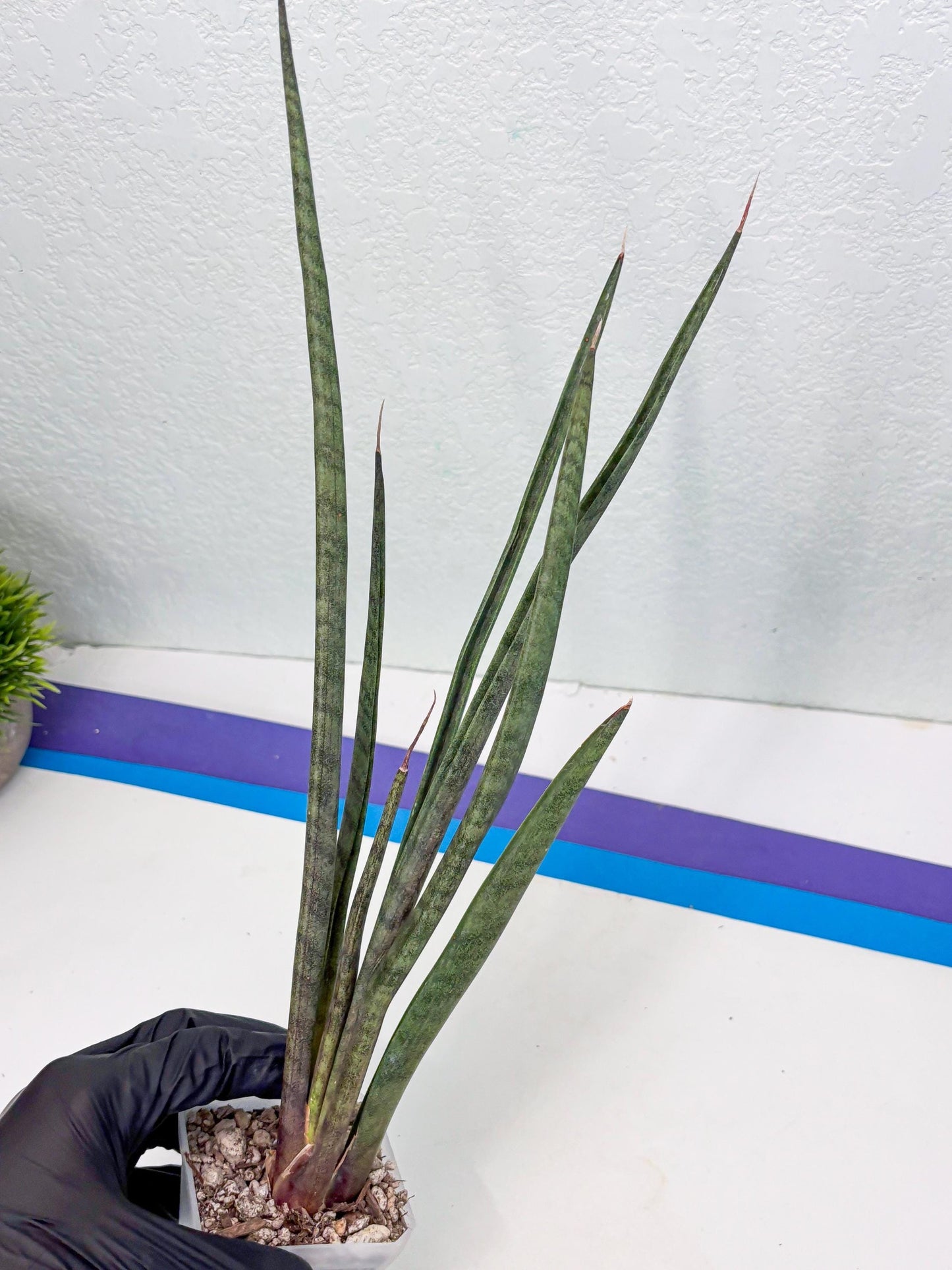 Sansevieria Vert Fonce (ob) (4) | New Imported Hybrids