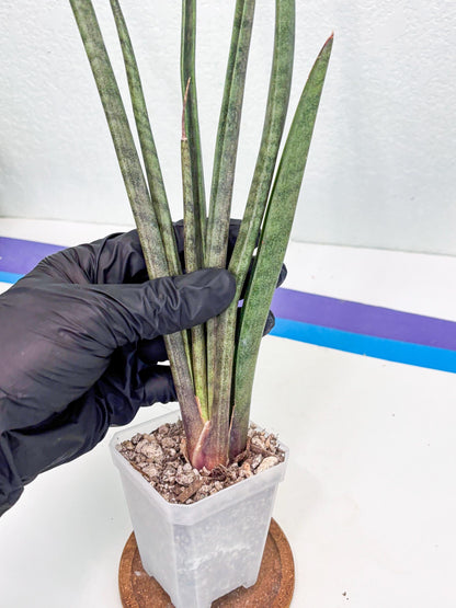 Sansevieria Vert Fonce (ob) (4) | New Imported Hybrids