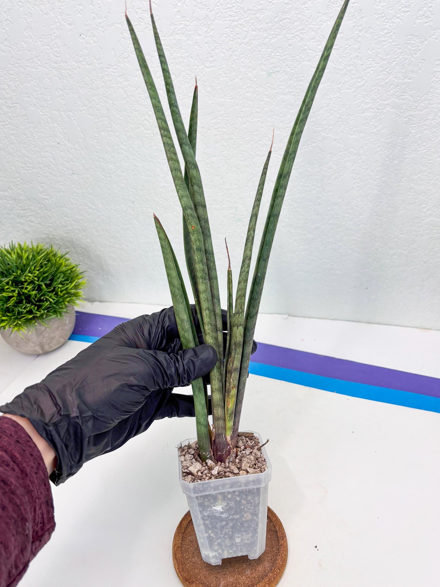 Sansevieria Vert Fonce (ob) (4) | New Imported Hybrids