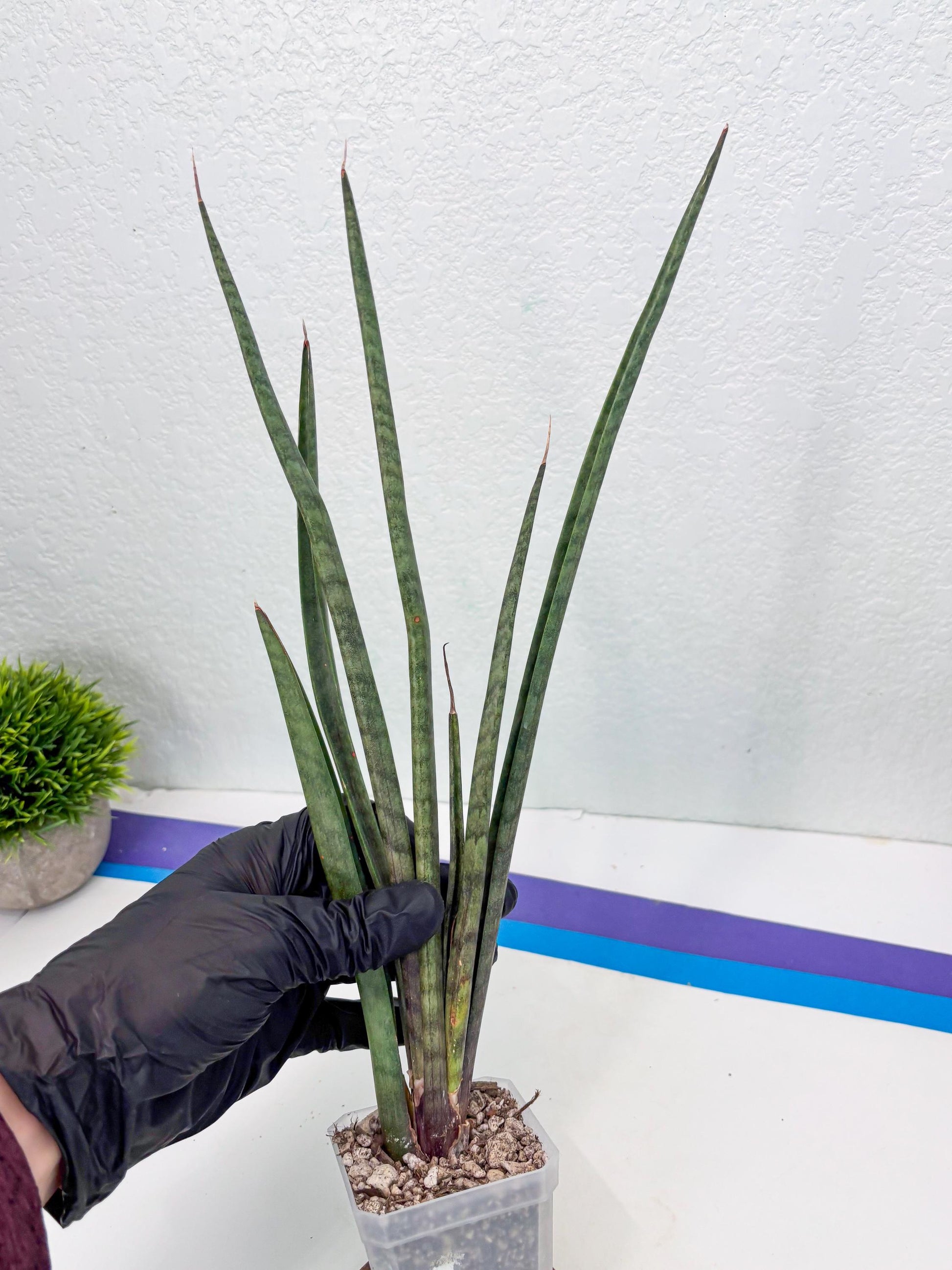Sansevieria Vert Fonce (ob) (4) | New Imported Hybrids