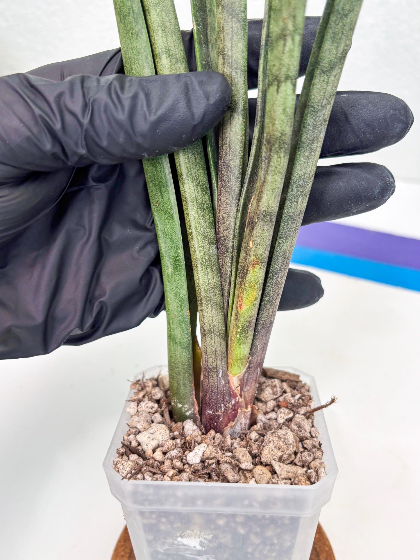 Sansevieria Vert Fonce (ob) (4) | New Imported Hybrids