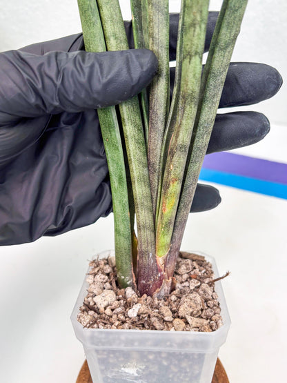 Sansevieria Vert Fonce (ob) (4) | New Imported Hybrids