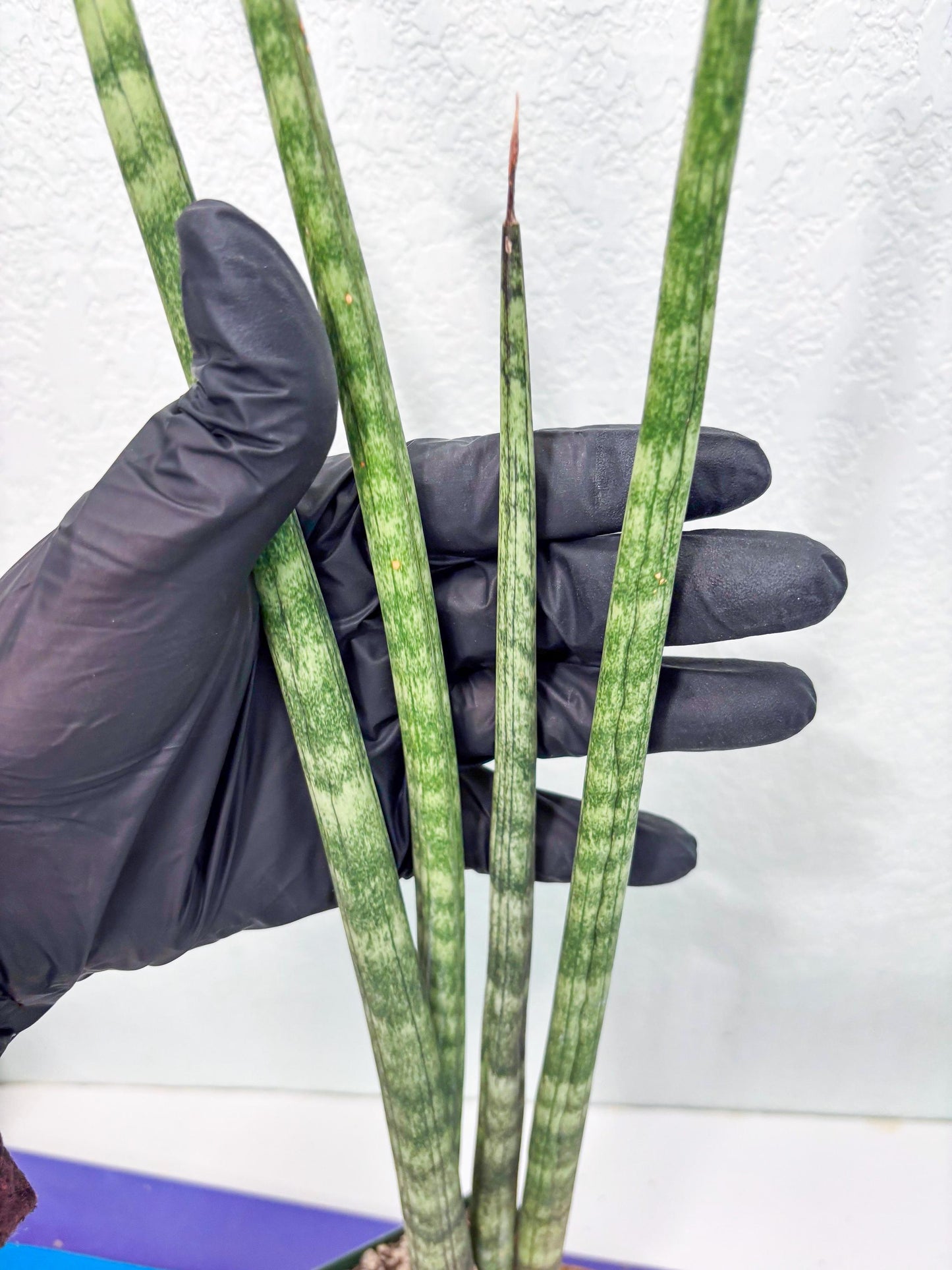 Sansevieria Pies Morados (ry) (2) | New Imported Hybrids
