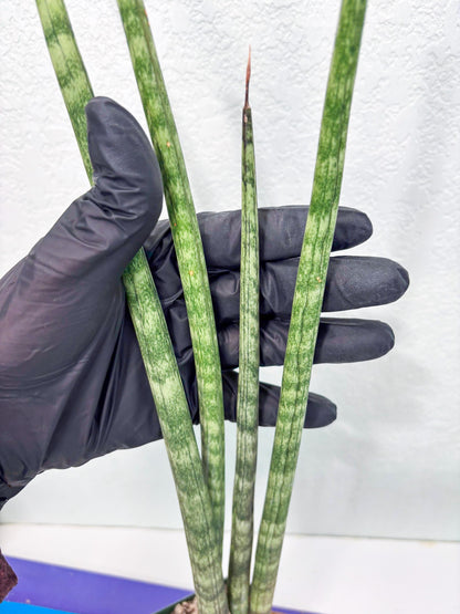 Sansevieria Pies Morados (ry) (2) | New Imported Hybrids
