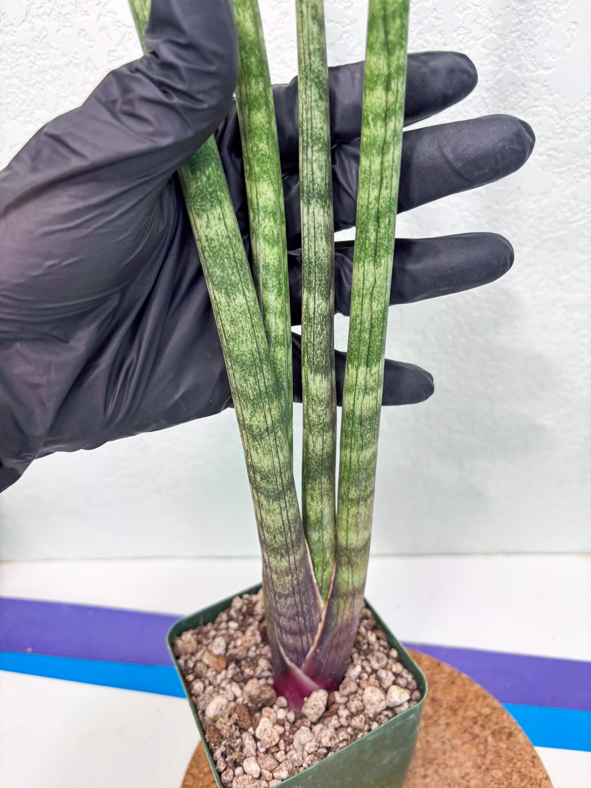 Sansevieria Pies Morados (ry) (2) | New Imported Hybrids