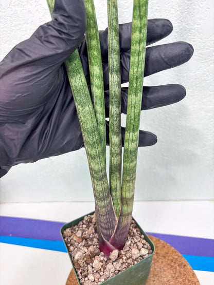 Sansevieria Pies Morados (ry) (2) | New Imported Hybrids