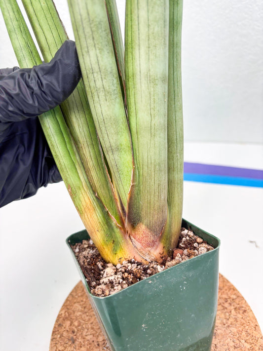 Sansevieria Shiro Midori (ry) (4) | New Imported Hybrids