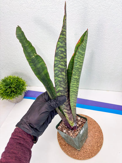 Sansevieria Mystic Magenta (ry) (6) | New Imported Hybrids