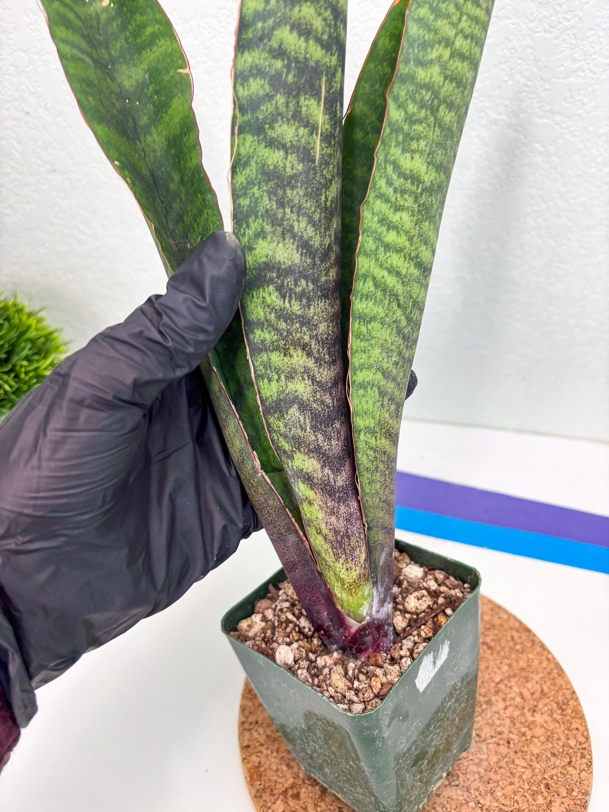 Sansevieria Mystic Magenta (ry) (6) | New Imported Hybrids