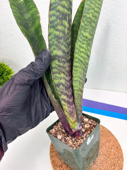 Sansevieria Mystic Magenta (ry) (6) | New Imported Hybrids