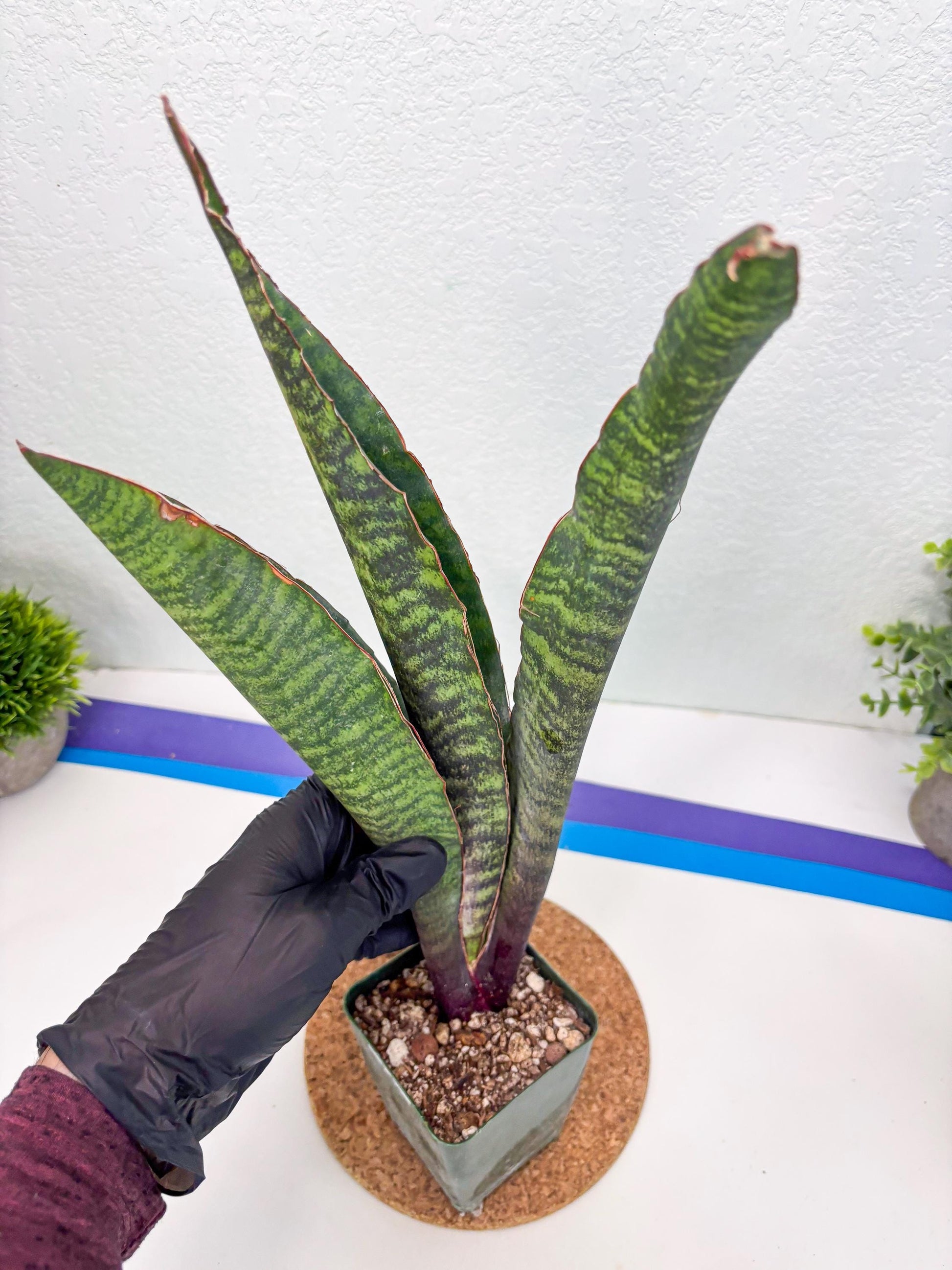 Sansevieria Mystic Magenta (ry) (6) | New Imported Hybrids