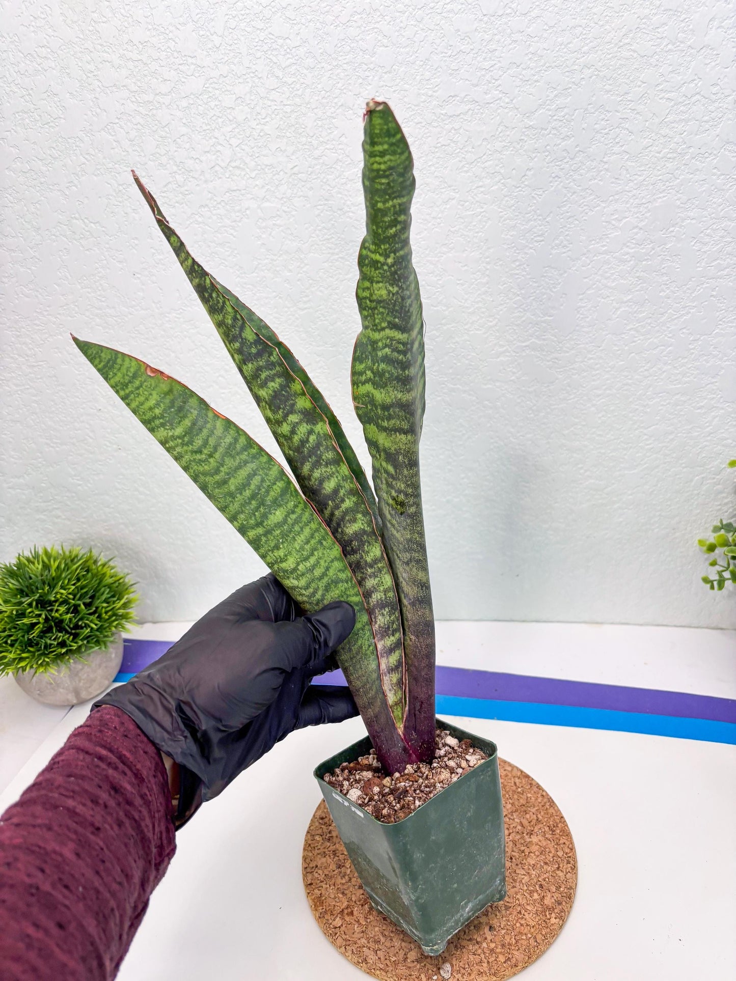 Sansevieria Mystic Magenta (ry) (6) | New Imported Hybrids