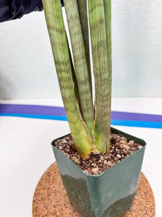 Sansevieria Grin (ry) (7) | New Imported Hybrids