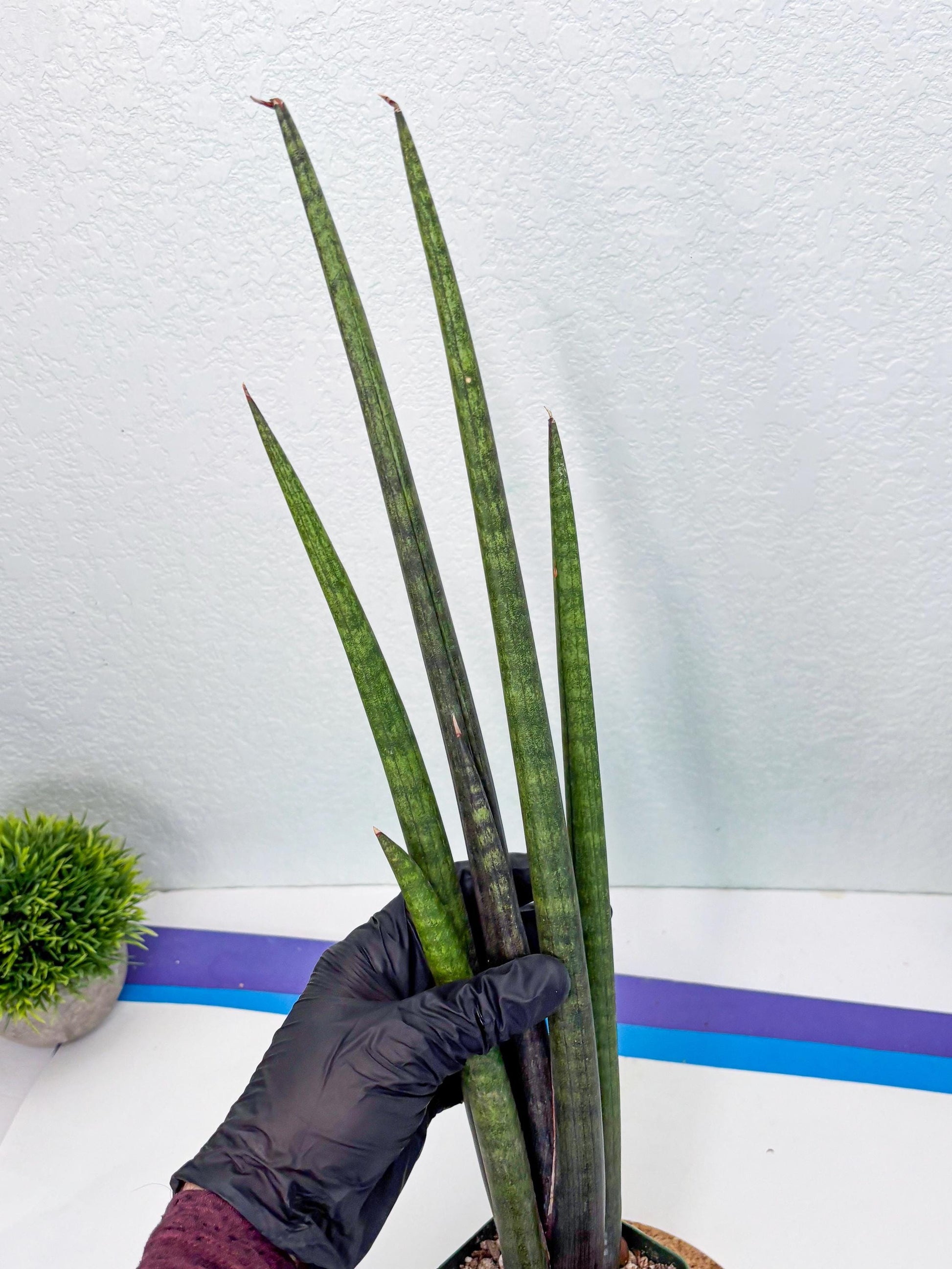 Sansevieria Midori Murasaki (ry) (11) | New Imported Hybrids