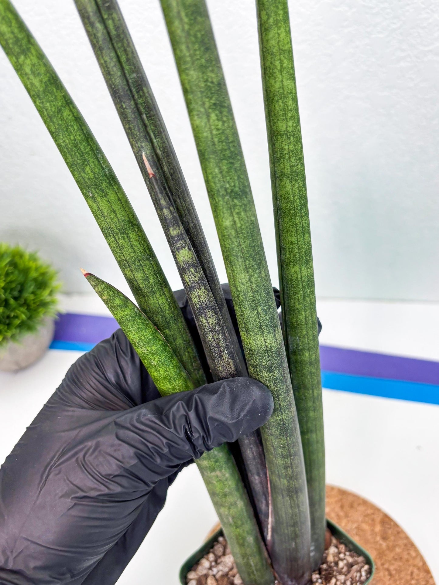 Sansevieria Midori Murasaki (ry) (11) | New Imported Hybrids