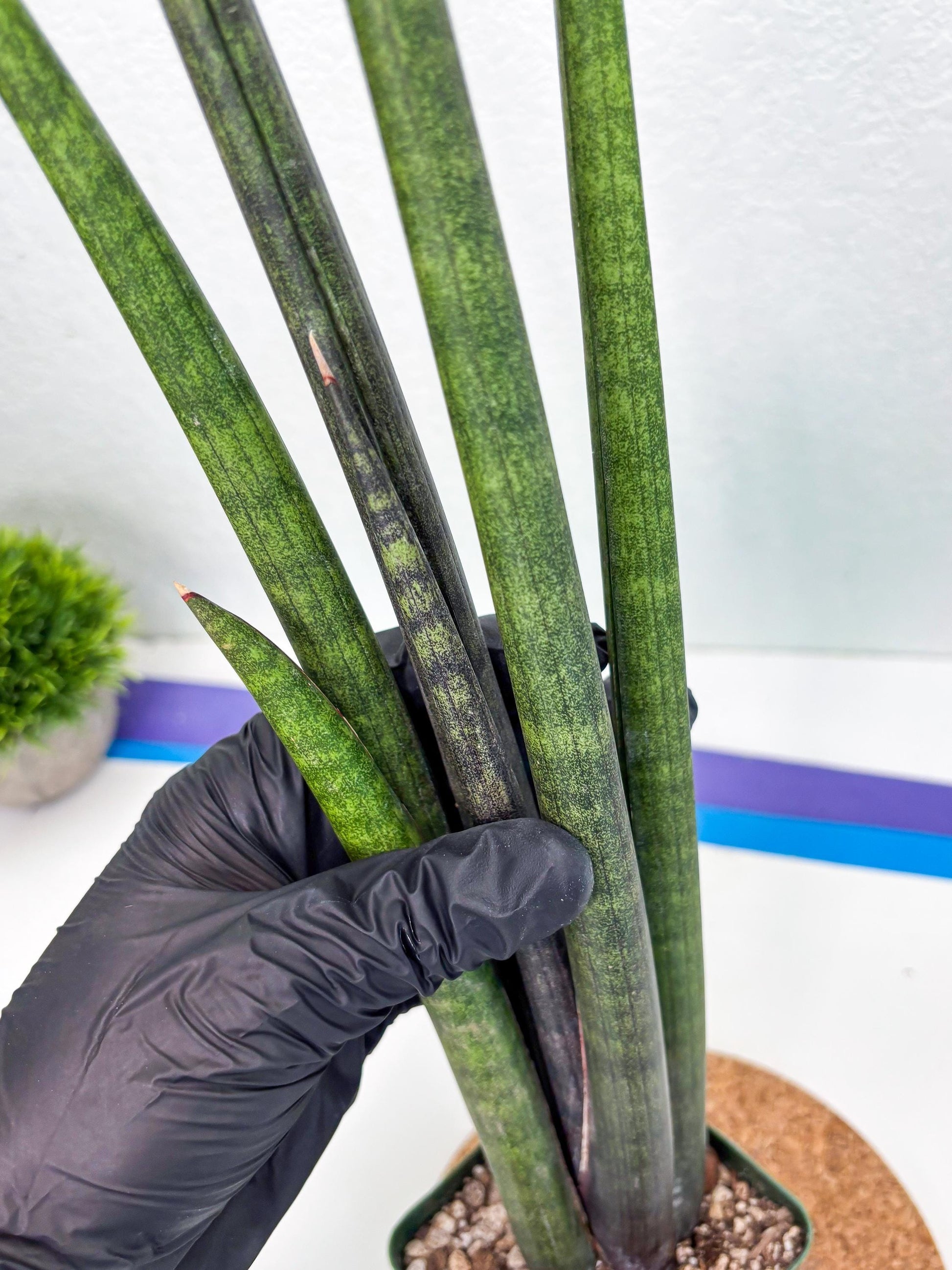 Sansevieria Midori Murasaki (ry) (11) | New Imported Hybrids