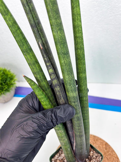 Sansevieria Midori Murasaki (ry) (11) | New Imported Hybrids