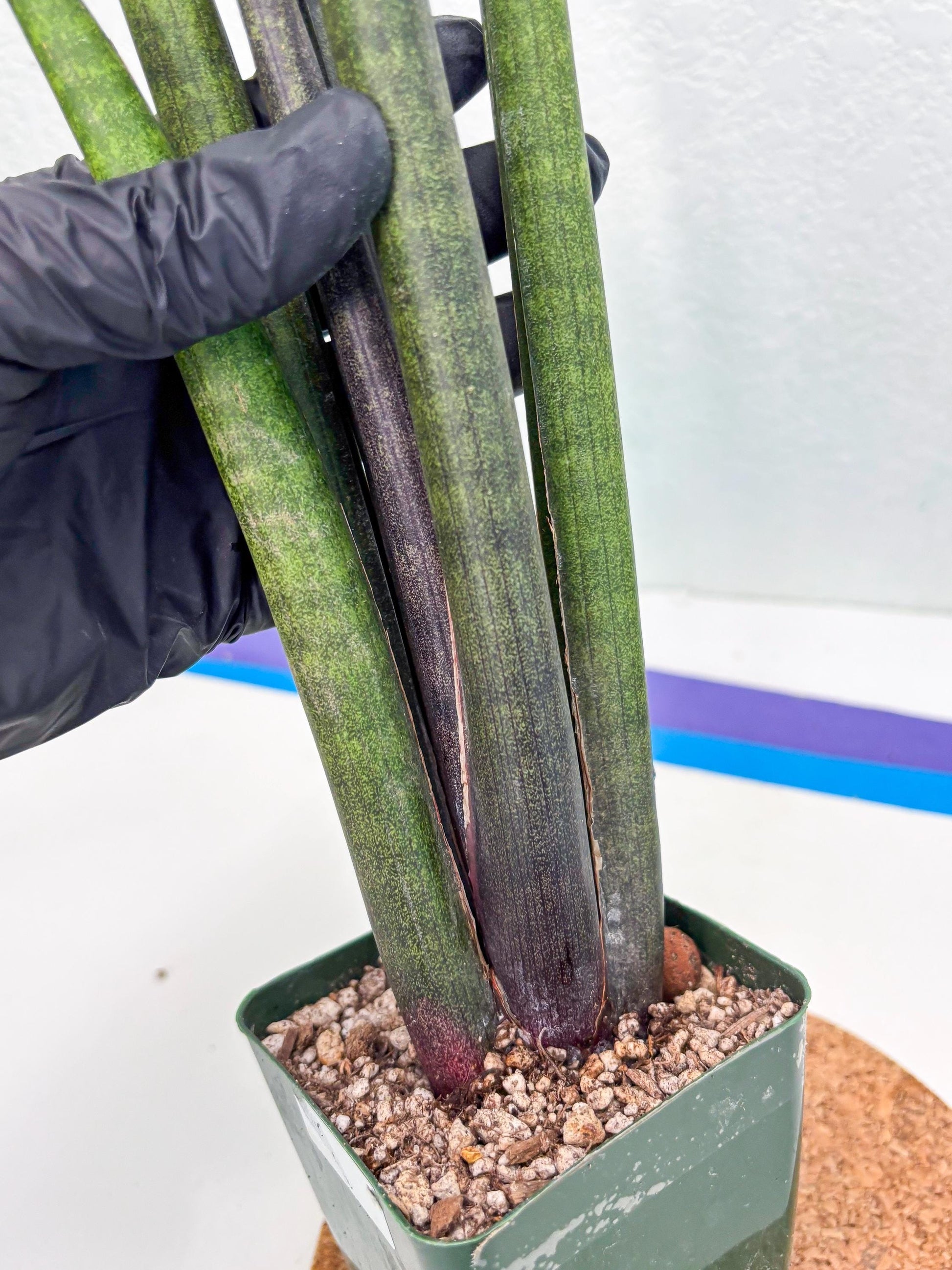 Sansevieria Midori Murasaki (ry) (11) | New Imported Hybrids