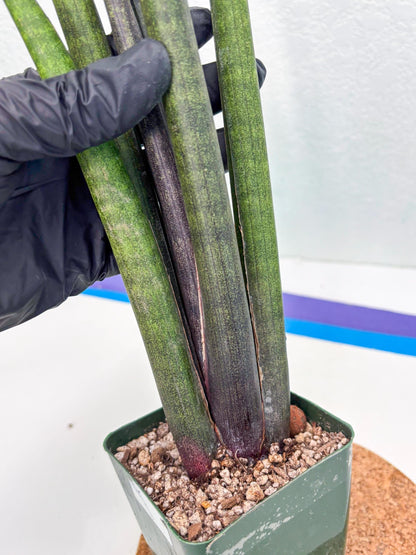 Sansevieria Midori Murasaki (ry) (11) | New Imported Hybrids