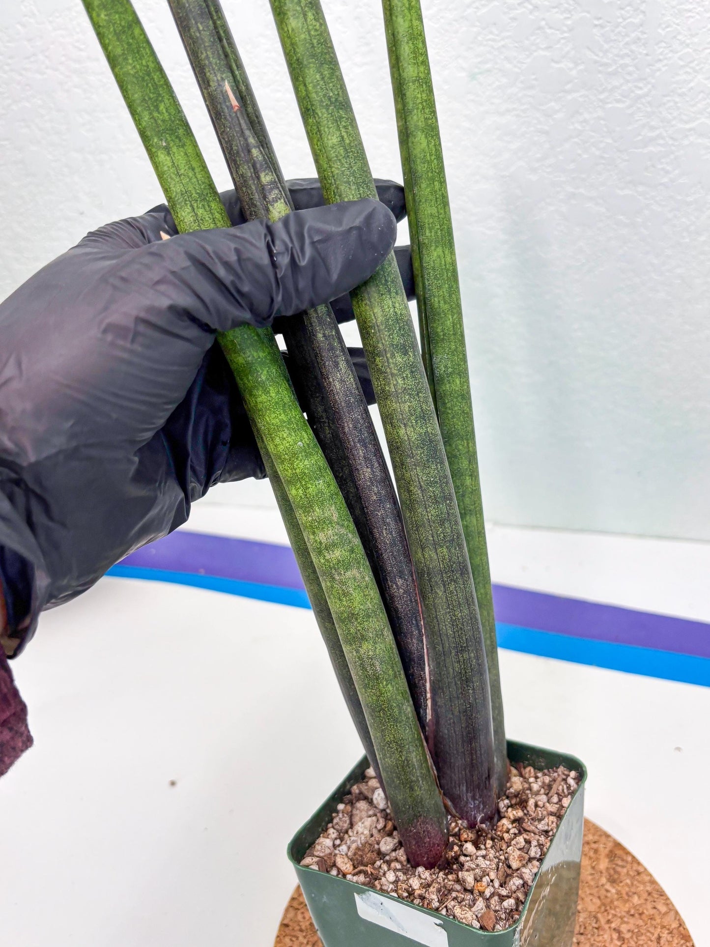 Sansevieria Midori Murasaki (ry) (11) | New Imported Hybrids