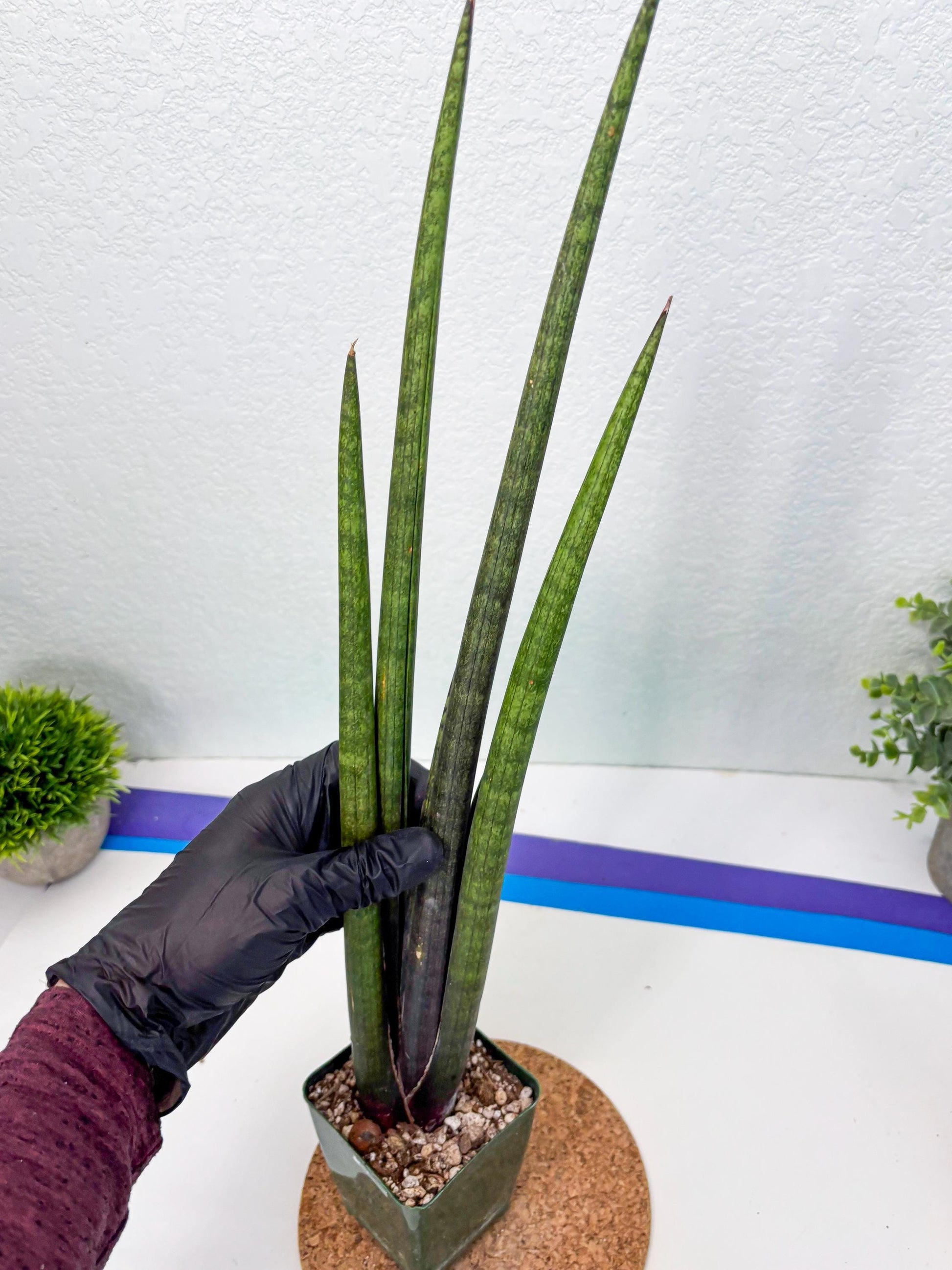 Sansevieria Midori Murasaki (ry) (11) | New Imported Hybrids