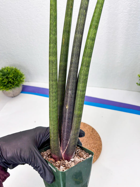 Sansevieria Midori Murasaki (ry) (11) | New Imported Hybrids