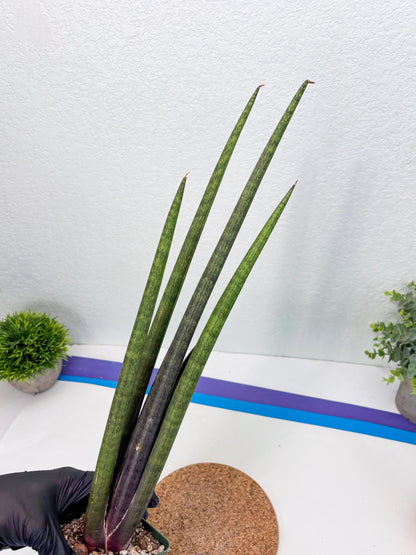 Sansevieria Midori Murasaki (ry) (11) | New Imported Hybrids