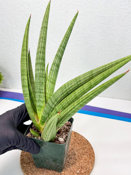 Sansevieria Akhdar (ry) (15) | New Imported Hybrids