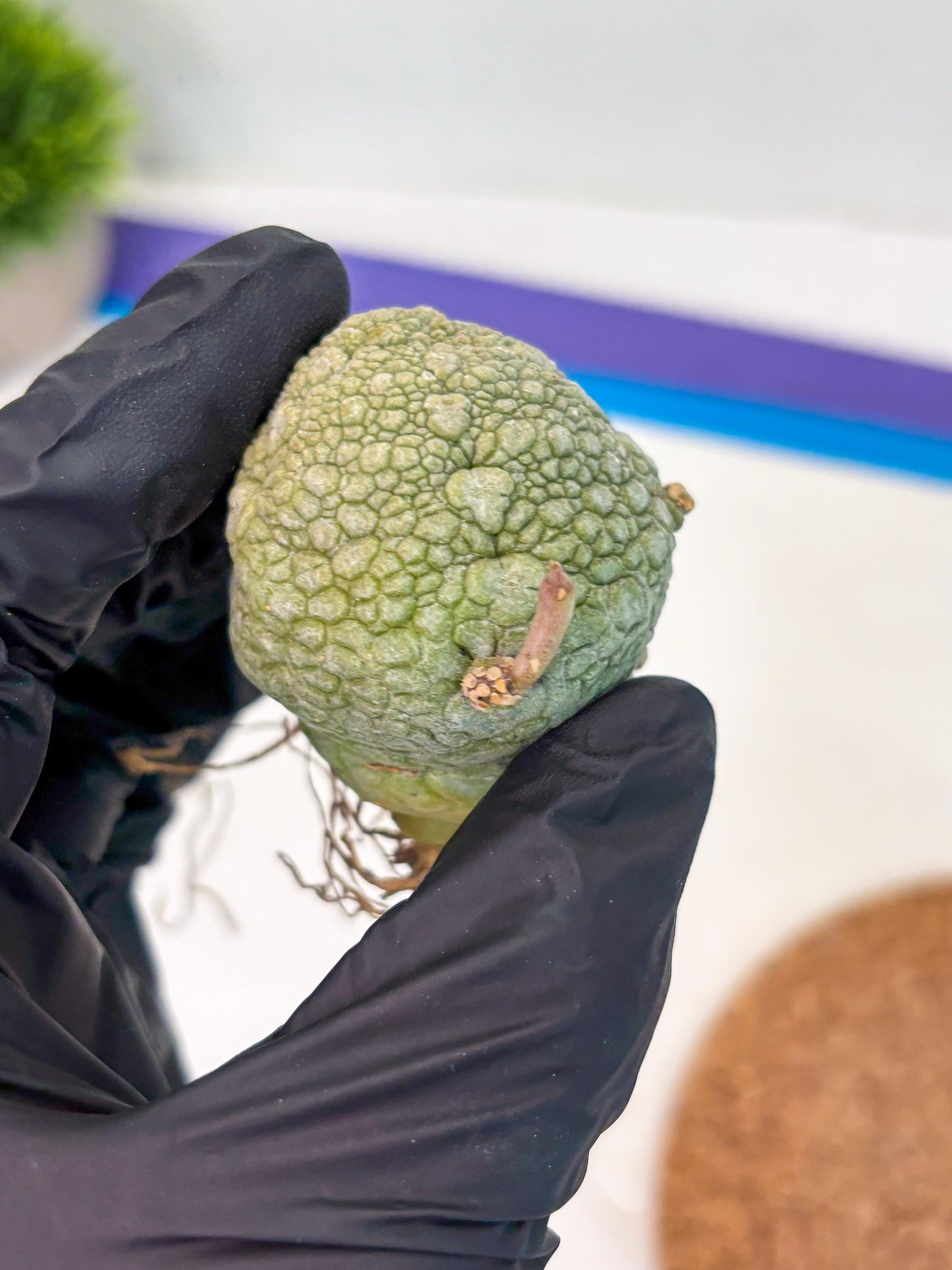 Pseudolithos Migiurtinus (p) | Rare Cactus