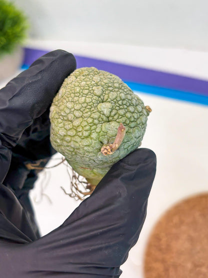 Pseudolithos Migiurtinus (p) | Rare Cactus