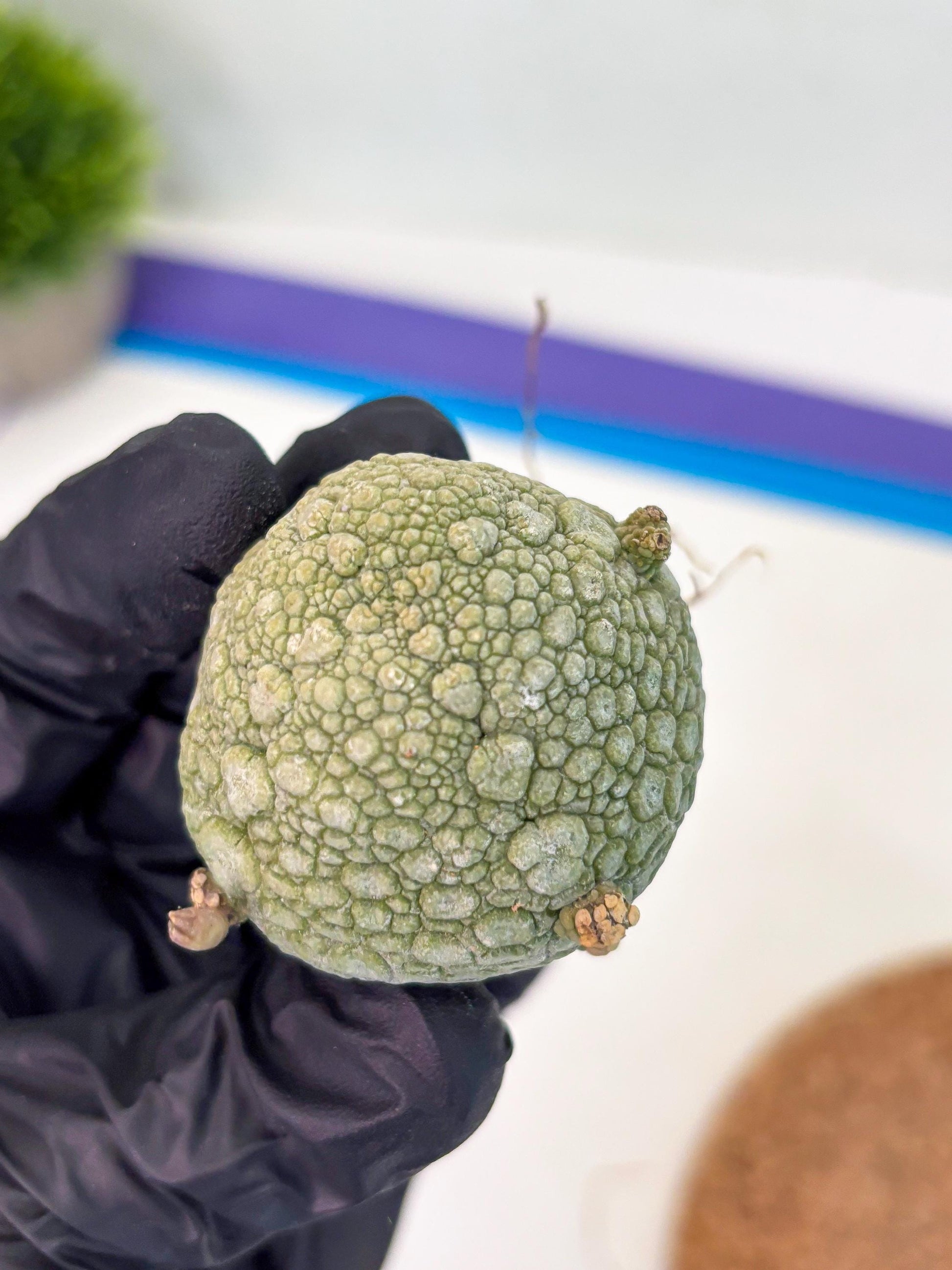 Pseudolithos Migiurtinus (p) | Rare Cactus