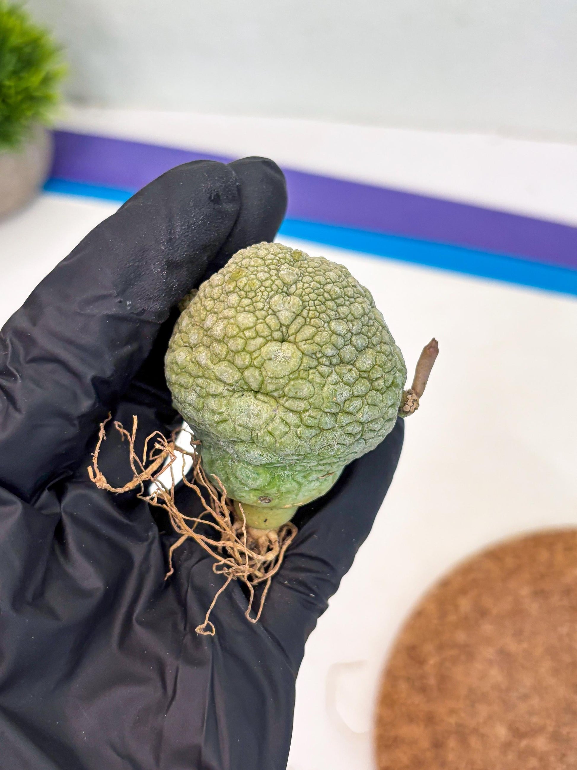 Pseudolithos Migiurtinus (p) | Rare Cactus