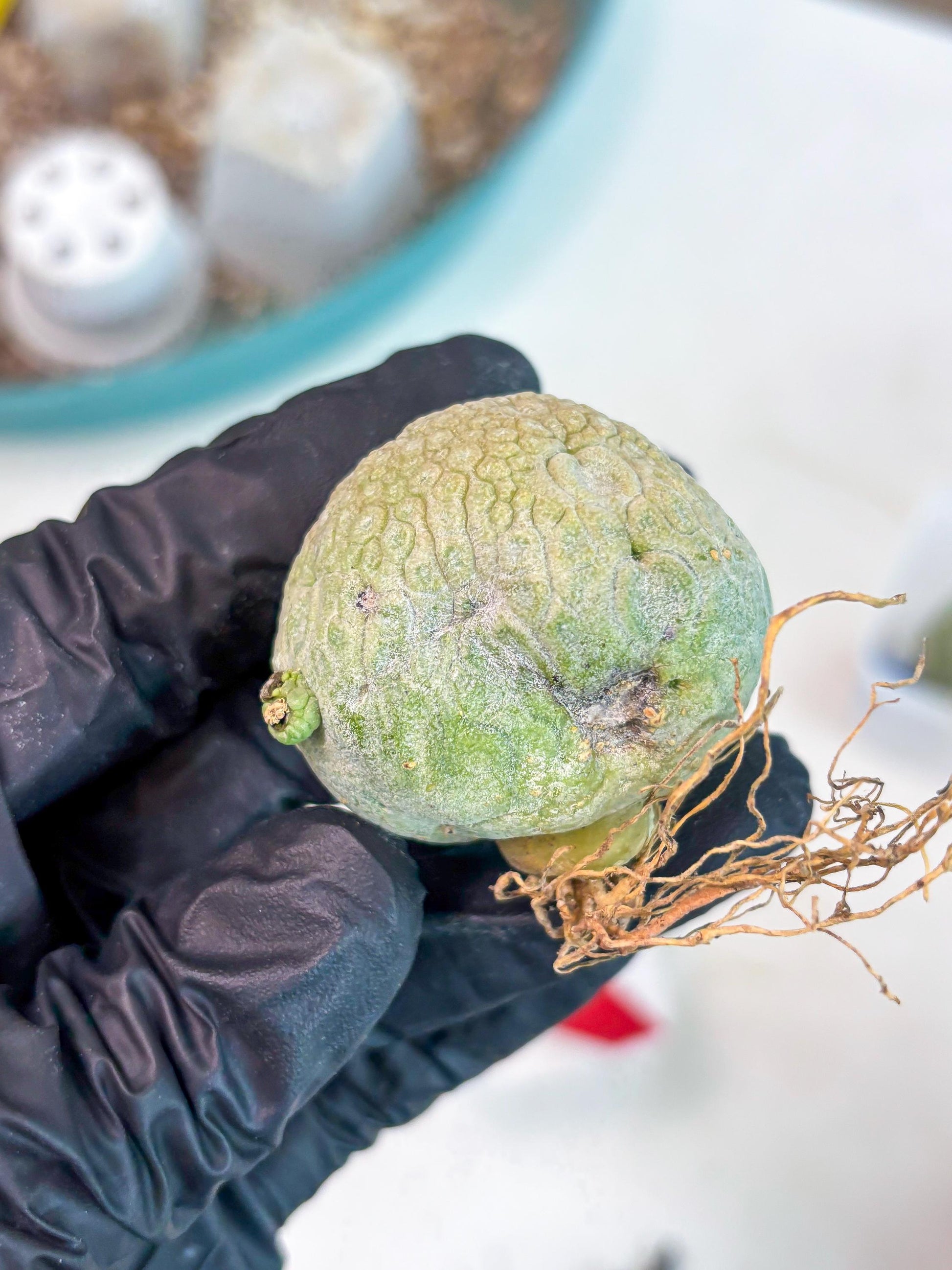 Pseudolithos Migiurtinus (r) | Rare Cactus