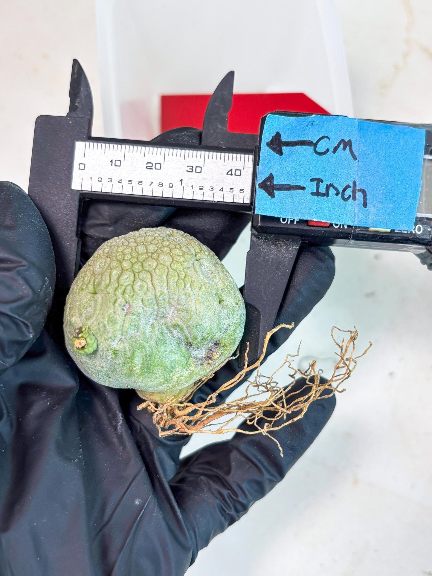 Pseudolithos Migiurtinus (r) | Rare Cactus