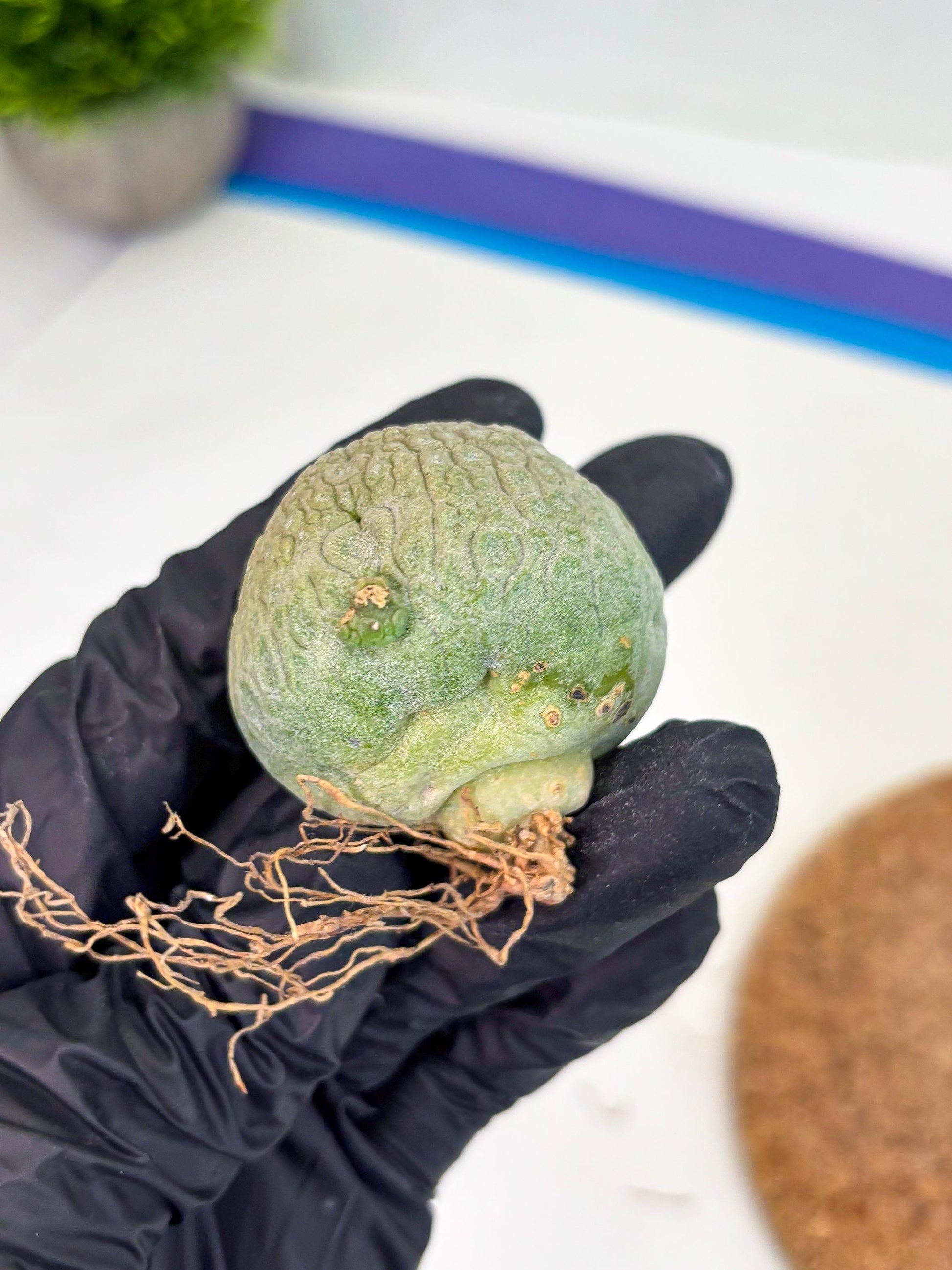 Pseudolithos Migiurtinus (r) | Rare Cactus