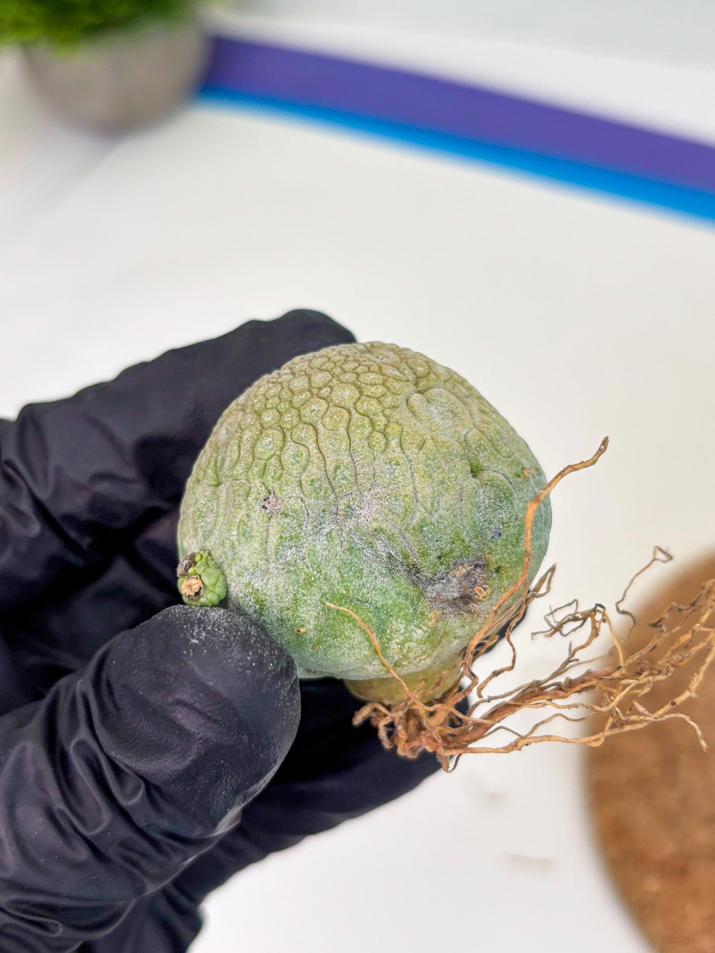 Pseudolithos Migiurtinus (r) | Rare Cactus